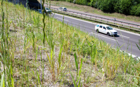 2020-06_ZOE_begruenung boeschungen_1